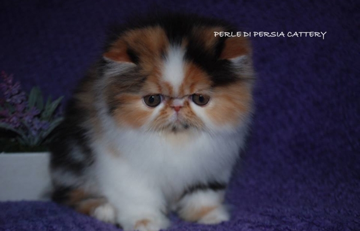 Perle di Persia Blackstar