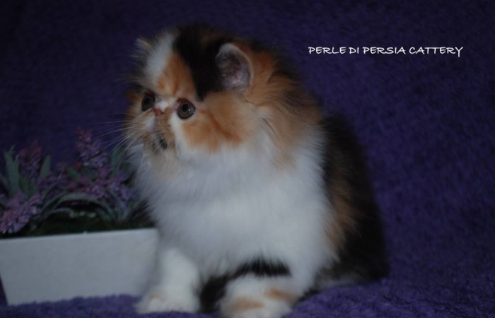 Perle di Persia Blackstar