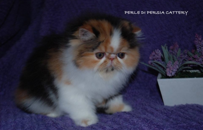 Perle di Persia Blackstar