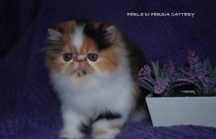 Perle di Persia Blackstar