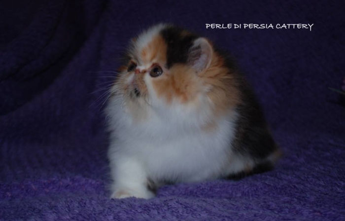Perle di Persia Blackstar
