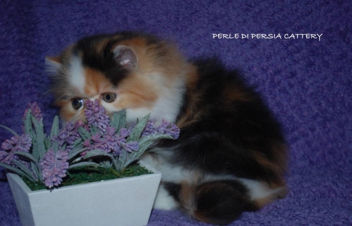 Perle di Persia Blackstar