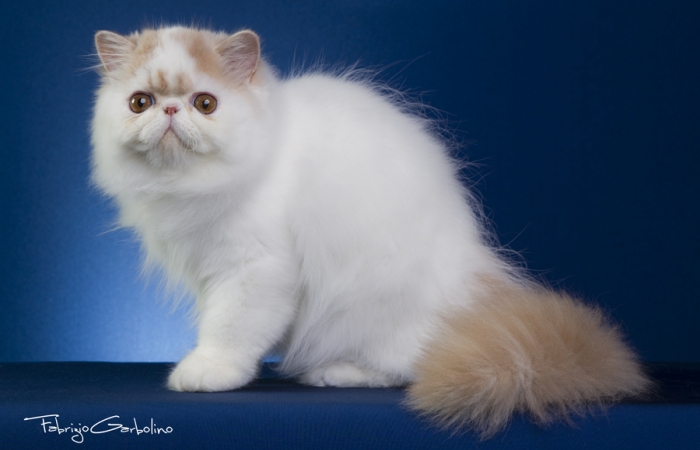 Perle di Persia Ultra Chic
