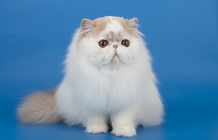 Perle di Persia Ultra Chic
