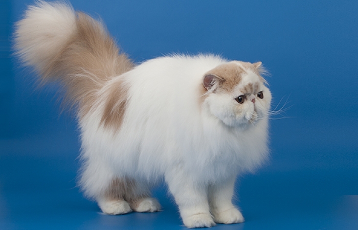 Perle di Persia Ultra Chic