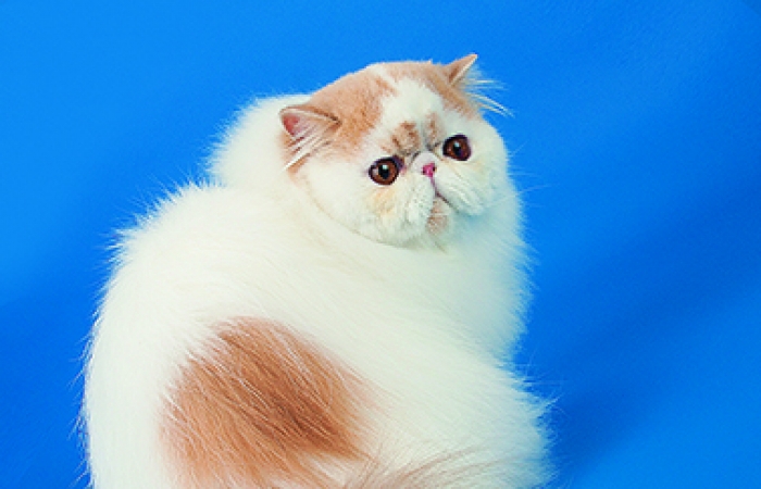 Perle di Persia Ultra Chic